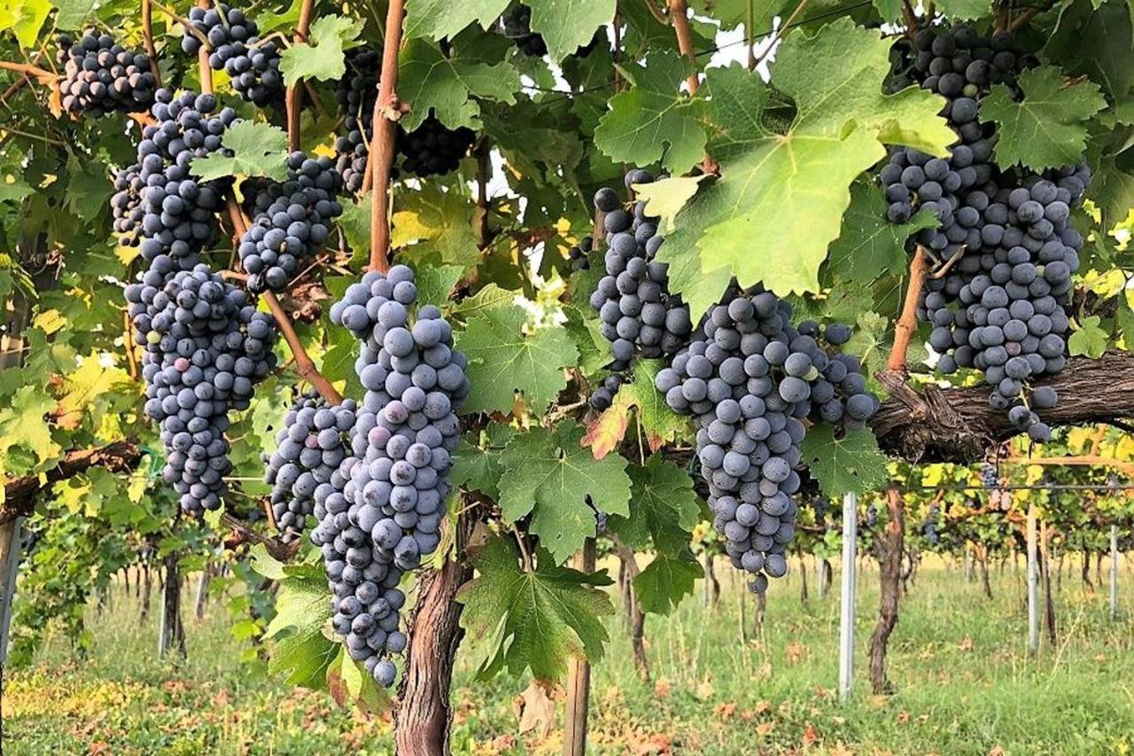 Agriturismo Podere Prasiano Marano sul Panaro Extérieur photo